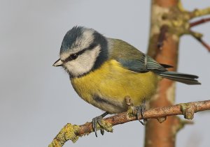 Bluetit-female