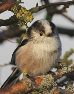 Long -tailed Tit