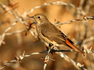 Redstart