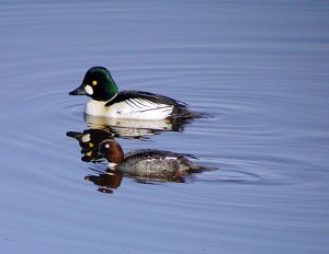 Goldeneyes 1 of 3