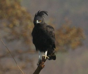 Longcrested eagle
