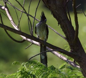 Striped cuckoo