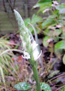 Spiranthes Orchid for ANDREW