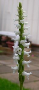 Another Spiranthes.