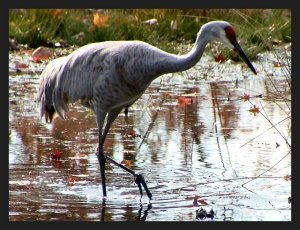 Sandhill Crane