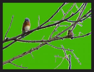 Eastern Bluebird & Yellow-rumped Warbler