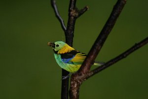 Green Headed Tanager