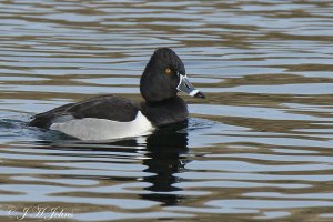 Ring-necked Duck