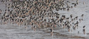 Redshanks galore.