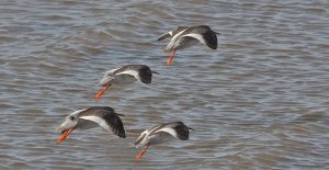 Synchronised  flying(perhaps misspelt!!!)