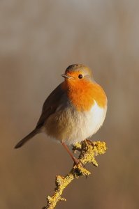 A Robin