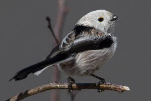 Not a northern white-headed long-tailed tit