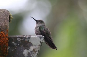 Sombre hummingbird