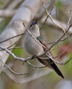 Wedge-tailed Sabrewing