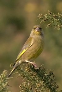 Greenfinch