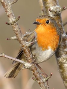 Robin