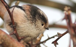 Fluffball -close-up