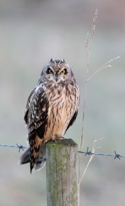 Short Eared Owl