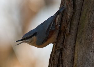 Nuthatch