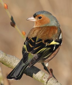 Male Chaffinch-over the shoulder !!!