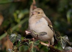 Female  Chaffinch