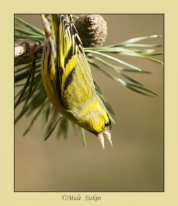 Agressive Male siskin