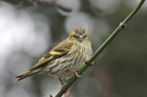 Female Siskin