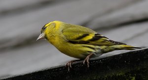 Male Siskin-leave some for me!!!