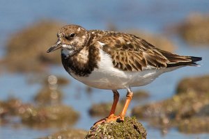 Another Turnstone