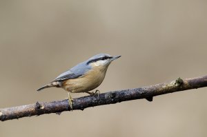 Pointing Nuthatch
