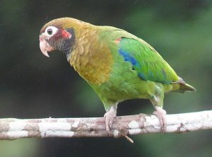 Brown-hooded Parrot