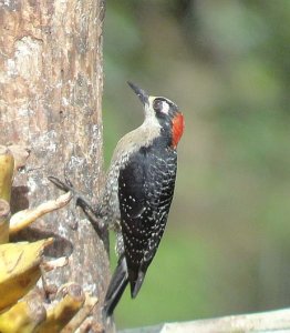 Black-cheeked Woodpecker