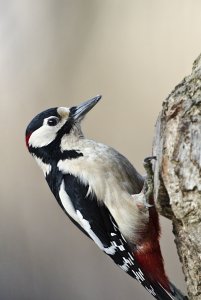 GS Woodpecker on the up