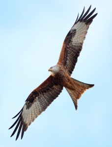 Yorkshire Red Kite in flight