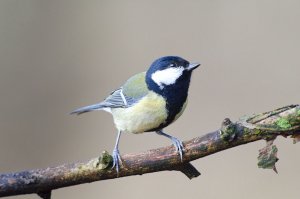 Great tit