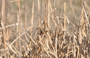 First glimpse of marsh wren