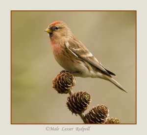 Lesser redpoll