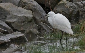 Little Egret