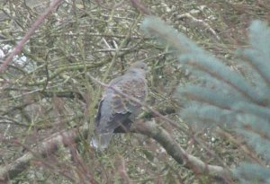 oriental turtle dove