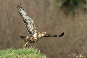 Buzzard