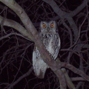 Immature Eastern Screech Owl