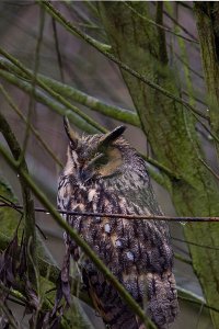 Long eared owl