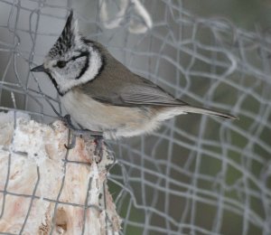 Crested Tit