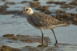 Grey Plover - A first