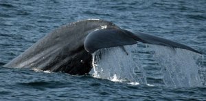 Indian Blue Whale