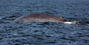 Indian Blue Whale