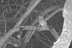 Two Screech Owls