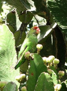 Black-winged lovebird