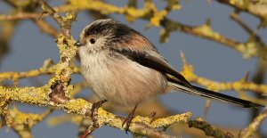 Long-tailed Tit