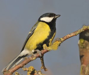 Grt Tit-looking  good for his lady friend!!!